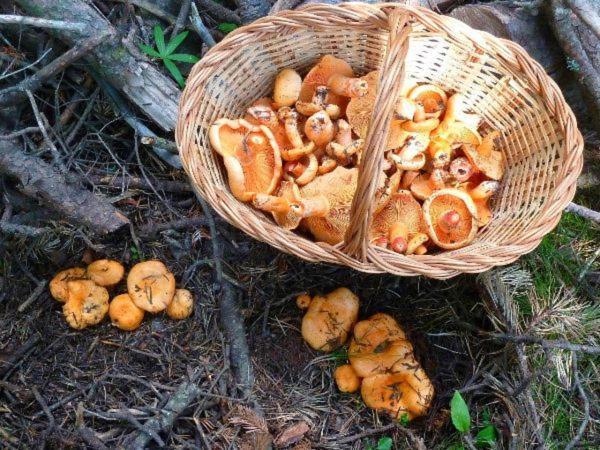 Can Triadu Кампродон Экстерьер фото